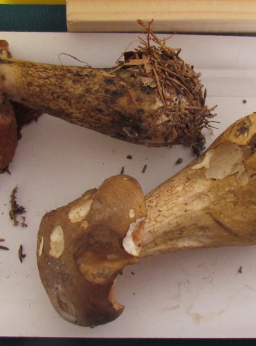 HŘIB ŽLUČNÍK (Tylopilus felleus) FOTO: Petr Mužák, 22.-24.9.2017