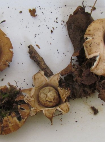 HVĚZDOVKA BRVITÁ (Geastrum fimbriatum) FOTO: Petr Mužák, 22.-24.9.2017