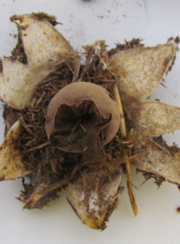 HVĚZDOVKA (Geastrum sp.) blíže neurčená, FOTO: Petr Mužák, 22.-24.9.2017