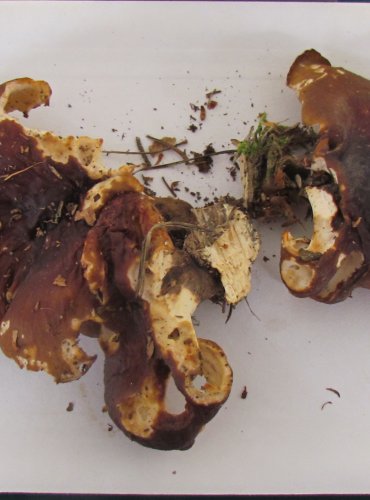 CHOROŠ SMOLONOHÝ (Polyporus badius) FOTO: Petr Mužák, 22.-24.9.2017