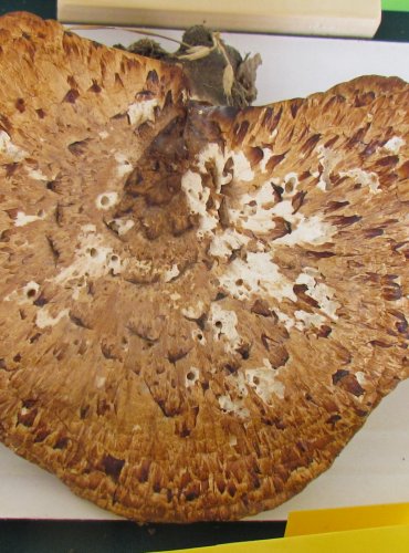 CHOROŠ ŠUPINATÝ (Polyporus squamosus) FOTO: Petr Mužák, 22.-24.9.2017