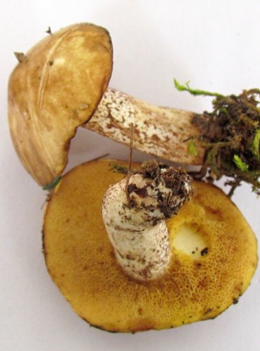 KLOUZEK BÍLÝ (Suillus placidus) VZÁCNÝ, FOTO: Petr Mužák, 22.-24.9.2017