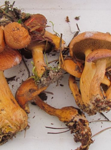KLOUZEK KRAVSKÝ (Suillus bovinus) FOTO: Petr Mužák, 22.-24.9.2017