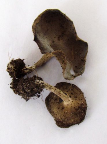 STOPEČKA PÝŘITÁ (Helvella macropus) zapsána v Červeném seznamu hub (makromycetů) České republiky v kategorii LC – málo dotčený druh, FOTO: Petr Mužák, 22.-24.9.2017