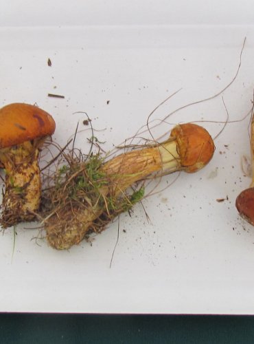 KLOUZEK SLIČNÝ (Suillus grevillei) FOTO: Petr Mužák, 22.-24.9.2017