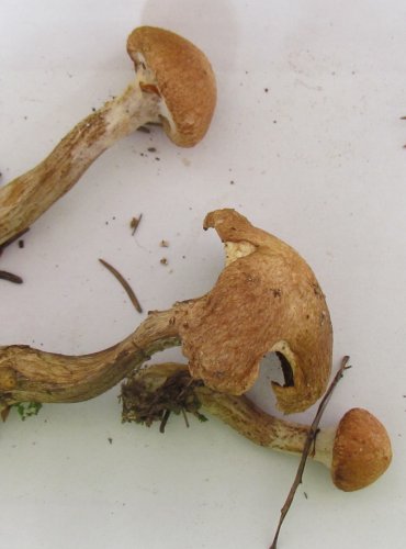 KLOUZEK SLIZKÝ (Suillus viscidus) FOTO: Petr Mužák, 22.-24.9.2017