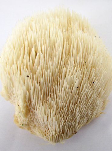 KORÁLOVEC JEŽATÝ (Hericium erinaceus) zapsán v Červeném seznamu hub (makromycetů) České republiky v kategorii VU – zranitelný druh, FOTO: Petr Mužák, 22.-24.9.2017
