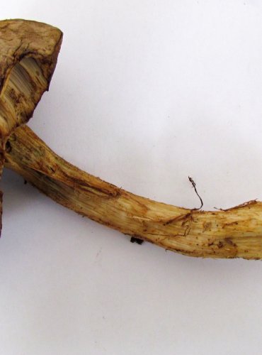 KOZÁK BÍLÝ (Leccinum holopus) zapsán v Červeném seznamu hub (makromycetů) České republiky v kategorii NT – téměř ohrožený druh, FOTO: Petr Mužák, 22.-24.9.2017