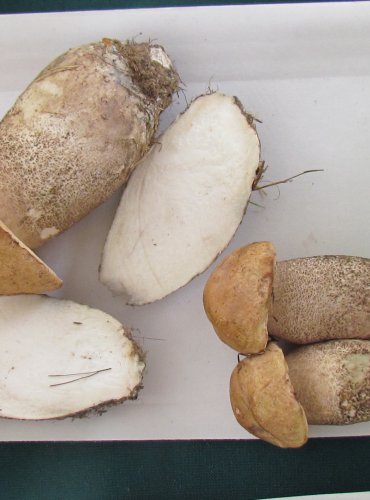 KOZÁK TOPOLOVÝ (Leccinum duriusculum) FOTO: Petr Mužák, 22.-24.9.2017