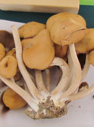 KŘEHUTKA VODOMILNÁ (Psathyrella piluliformis) FOTO: Petr Mužák, 22.-24.9.2017