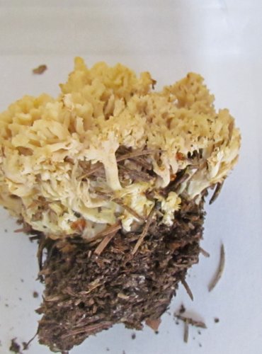 KUŘÁTEČKO HŘEBENITÉ (Clavulina coralloides) FOTO: Petr Mužák, 22.-24.9.2017