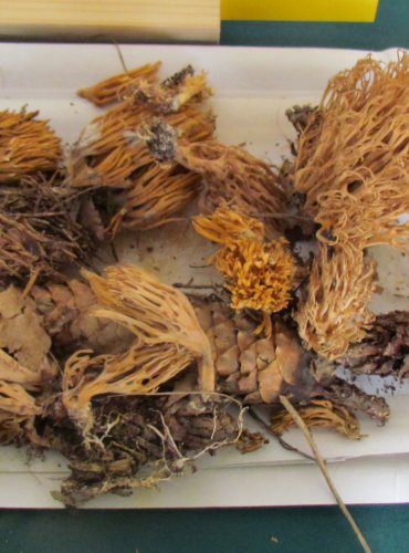 KUŘÁTKA (Ramaria sp.) blíže neurčená, FOTO: Petr Mužák, 22.-24.9.2017