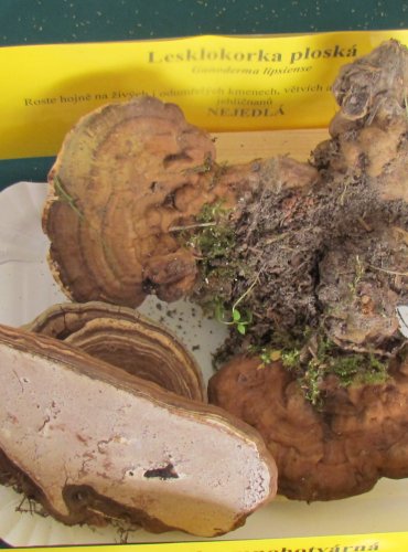 LESKLOKORKA PLOSKÁ (Ganoderma applanatum) FOTO: Petr Mužák, 22.-24.9.2017