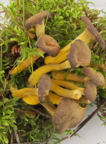 LIŠKA NÁLEVKOVITÁ (Cantharellus tubaeformis) FOTO: Petr Mužák, 22.-24.9.2017