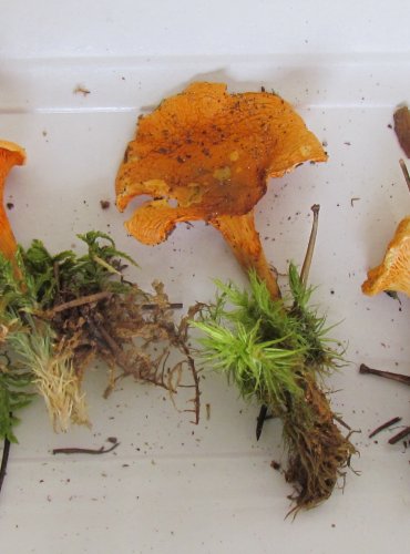 LIŠTIČKA POMERANČOVÁ (Hygrophoropsis aurantiaca) FOTO: Petr Mužák, 22.-24.9.2017