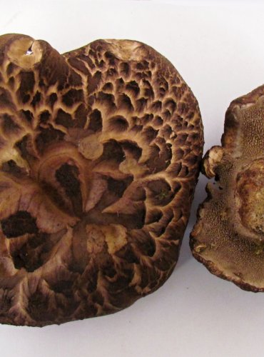 LOŠÁK ŠUPINATÝ (Sarcodon squamosus), zapsán v Červeném seznamu hub (makromycetů) České republiky v kategorii VU – zranitelný druh, FOTO: Petr Mužák, 22.-24.9.2017