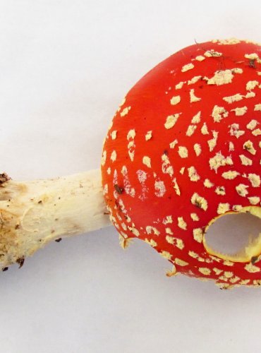MUCHOMŮRKA ČERVENÁ (Amanita muscaria) FOTO: Petr Mužák, 22.-24.9.2017