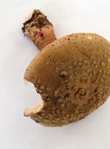 MUCHOMŮRKA RŮŽOVKA (Amanita rubescens) FOTO: Petr Mužák, 22.-24.9.2017