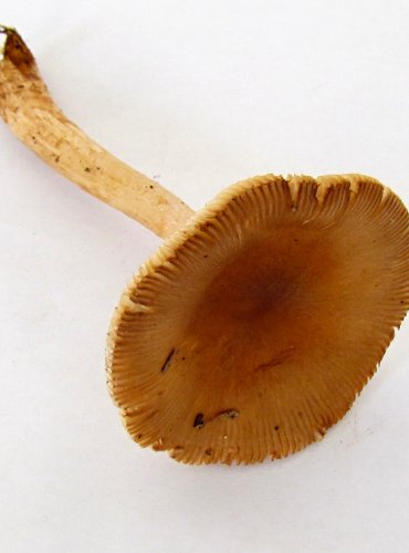 MUCHOMŮRKA RYŠAVÁ (Amanita fulva) FOTO: Petr Mužák, 22.-24.9.2017