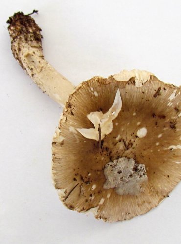 MUCHOMŮRKA ŠEDIVKA (Amanita excelsa) FOTO: Petr Mužák, 22.-24.9.2017