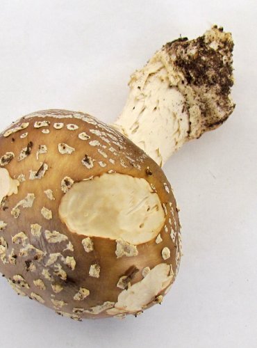 MUCHOMŮRKA TYGROVANÁ (Amanita pantherina) FOTO: Petr Mužák, 22.-24.9.2017
