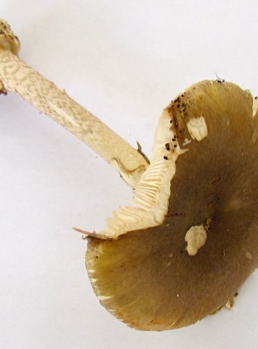 MUCHOMŮRKA ZELENÁ (Amanita phalloides) FOTO: Petr Mužák, 22.-24.9.2017