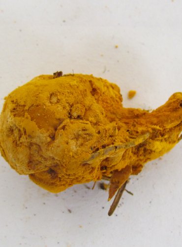 NEDOHUB ZLATOVÝTRUSÝ neboli prašnička zlatožlutá (Hypomyces chrysospermus) FOTO: Petr Mužák, 22.-24.9.2017

