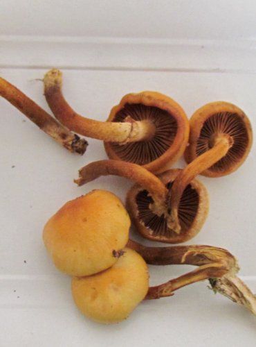 OPEŇKA MĚNLIVÁ (Kuehneromyces mutabilis) FOTO: Petr Mužák, 22.-24.9.2017