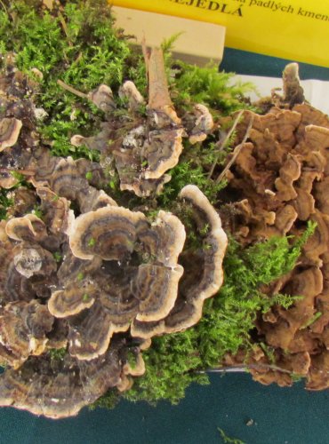 OUTKOVKA PESTRÁ (Trametes versicolor) FOTO: Petr Mužák, 22.-24.9.2017