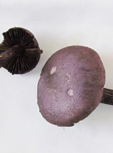 PAVUČINEC FIALOVÝ (Cortinarius violaceus) VZÁCNÝ, FOTO: Petr Mužák, 22.-24.9.2017