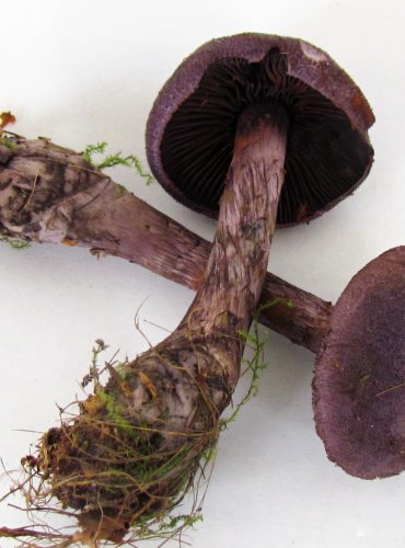 PAVUČINEC HERCYNSKÝ (Cortinarius hercynicus) VZÁCNÝ, FOTO: Petr Mužák, 22.-24.9.2017