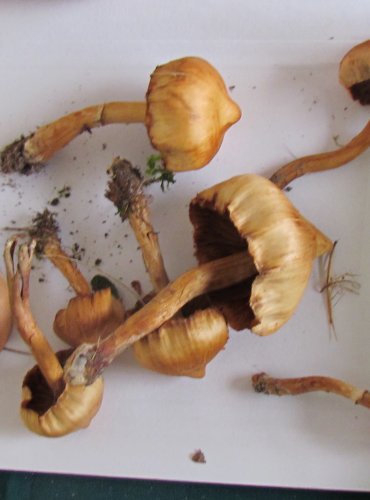 PAVUČINEC KOLOUŠÍ (Cortinarius hinnuleus) FOTO: Marta Knauerová, 8/2023