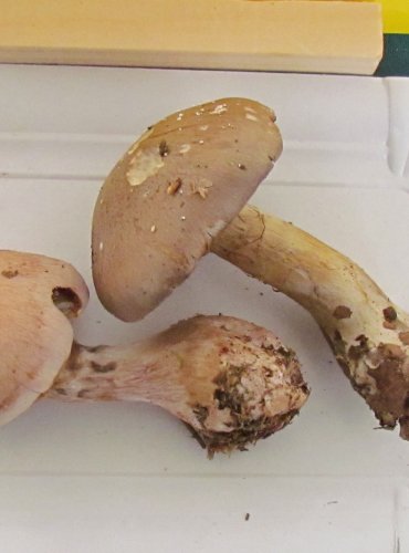 PAVUČINEC MASITÝ (Cortinarius largus) FOTO: Petr Mužák, 22.-24.9.2017