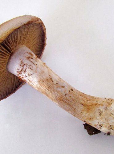 PAVUČINEC MĚNLIVÝ (Cortinarius variicolor) FOTO: Petr Mužák, 22.-24.9.2017
