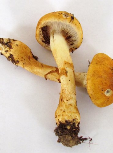 PAVUČINEC ZLATÝ (VÍTĚZNÝ) Cortinarius triumphans, FOTO: Petr Mužák, 22.-24.9.2017