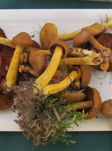 PAVUČINEC POLOKRVAVÝ (Cortinarius semisanguineus) FOTO: Petr Mužák, 22.-24.9.2017
