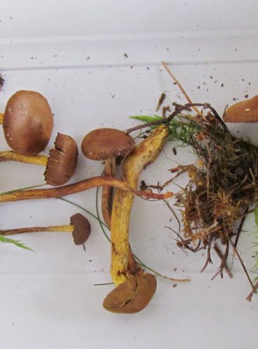 PAVUČINEC SKOŘICOVÝ (Cortinarius cinnamomeus) FOTO: Petr Mužák, 22.-24.9.2017