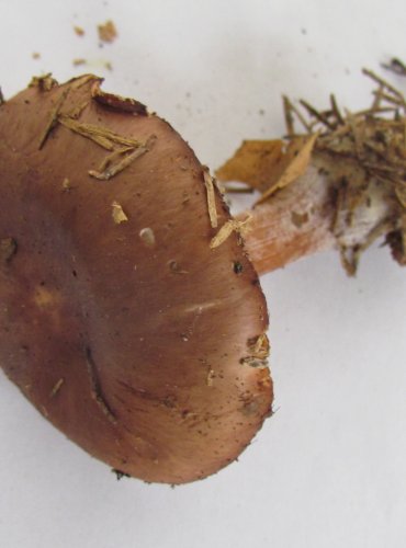 PENÍZOVKA MÁSLOVÁ (Rhodocollybia butyracea) FOTO: Petr Mužák, 22.-24.9.2017