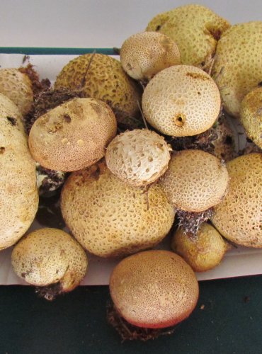 PESTŘEC OBECNÝ (Scleroderma citrinum) FOTO: Petr Mužák, 22.-24.9.2017