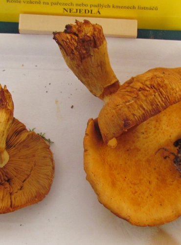 PLAMÉNKA (ŠUPINOVKA) NÁDHERNÁ (Gymnopilus spectabilis) FOTO: Petr Mužák, 22.-24.9.2017
