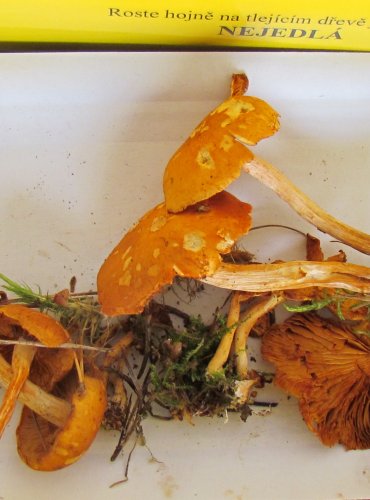 PLAMÉNKA (ŠUPINOVKA) NEVONNÁ (Gymnopilus penetrans) FOTO: Petr Mužák, 22.-24.9.2017