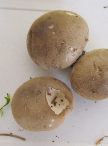 PÝCHAVKA HNĚDÁ (Lycoperdon lividum) FOTO: Petr Mužák, 22.-24.9.2017