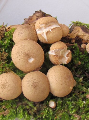 PÝCHAVKA HRUŠKOVITÁ (Lycoperdon pyriforme FOTO: Petr Mužák, 22.-24.9.2017
