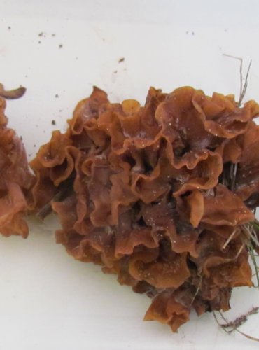 ROSOLOVKA LISTOVITÁ (Tremella foliacea) FOTO: Petr Mužák, 22.-24.9.2017
