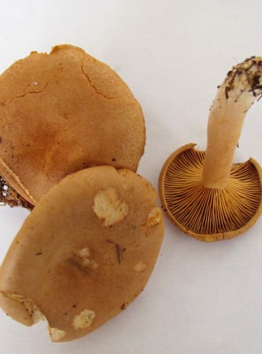 RYZEC HNĚDÝ (Lactarius helvus) FOTO: Petr Mužák, 22.-24.9.2017