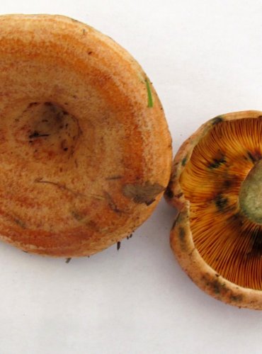 RYZEC PRAVÝ (Lactarius deliciosus) FOTO: Petr Mužák, 22.-24.9.2017