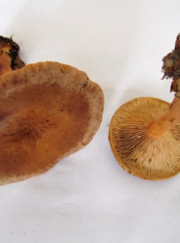 RYZEC NASLÁDLÝ (Lactarius subdulcis) FOTO: Petr Mužák, 22.-24.9.2017