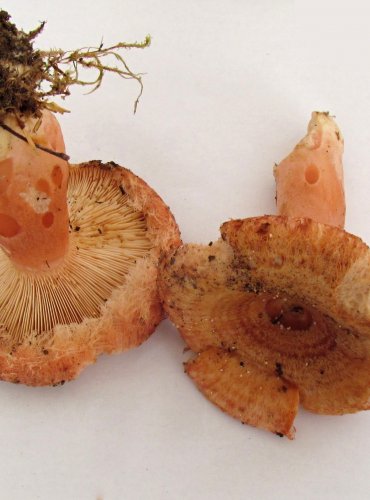 RYZEC KRAVSKÝ (Lactarius torminosus) FOTO: Petr Mužák, 22.-24.9.2017