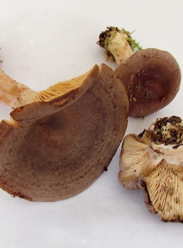 RYZEC LIBOVONNÝ (Lactarius mammosus) FOTO: Petr Mužák, 22.-24.9.2017