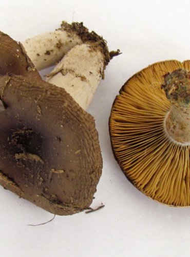 RYZEC OSMAHLÝ (Lactarius quieticolor) - plodnice vpravo, zbylé plodnice vlevo jsou holubinky,  FOTO: Petr Mužák, 22.-24.9.2017